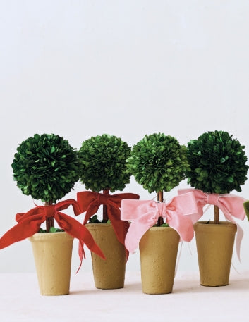 Dried Boxwood in Terracotta Pot Velvet Ribbon - Red
