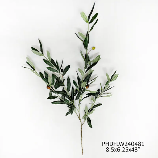 Spanish Olive Branch 43"